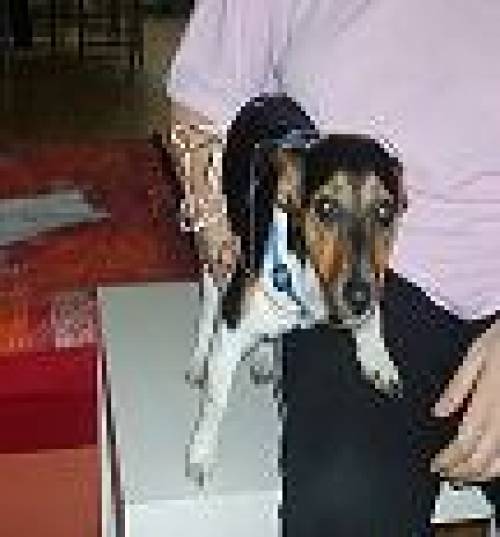 dara ist mon alt und jack russel terrier