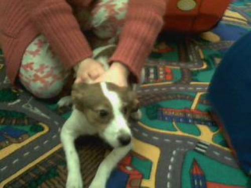 jack russel terrier