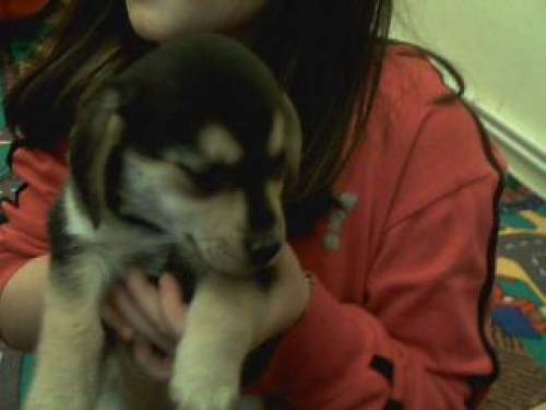 beagle mix baby h�ndin