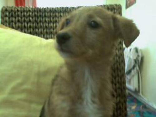 s�sser sch�fer mix baby