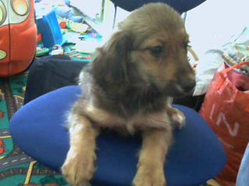 sch�fer labrador mischling