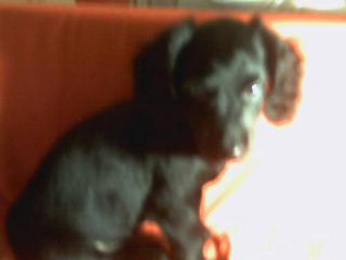 dackelmix mischling
