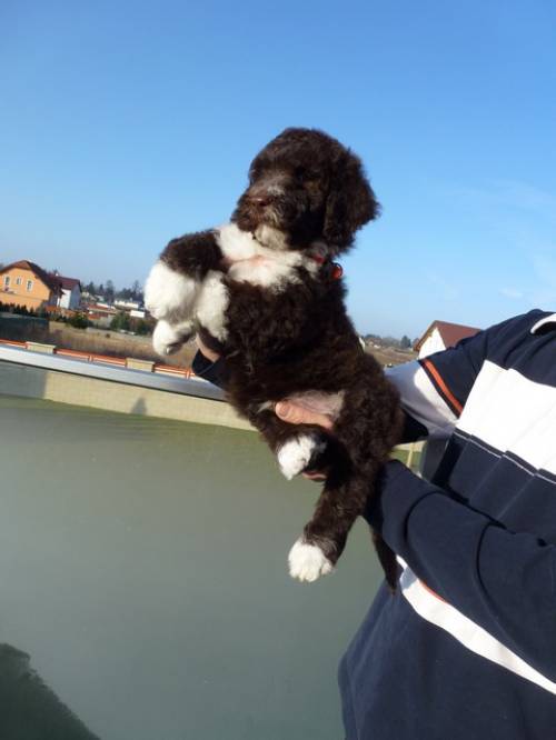 welpen nichthaarende hunde fr allergiker und anfnger 