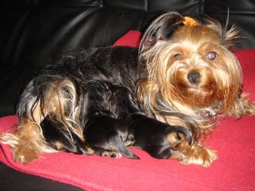 yorkshire terrier welpen