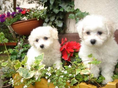 bichon frise welpen