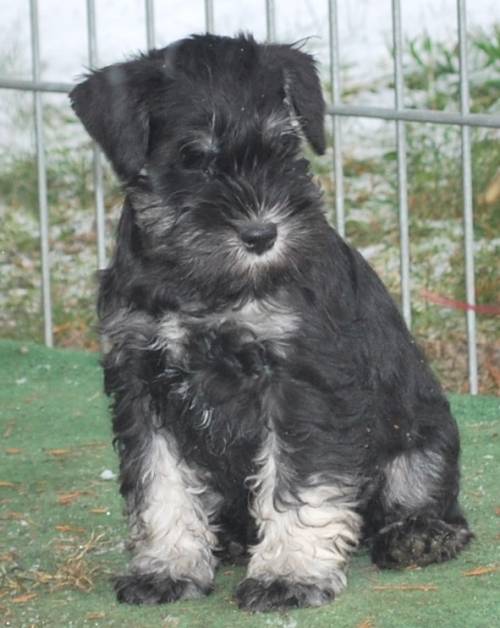 zwergschnauzer welpen schwarz silber
