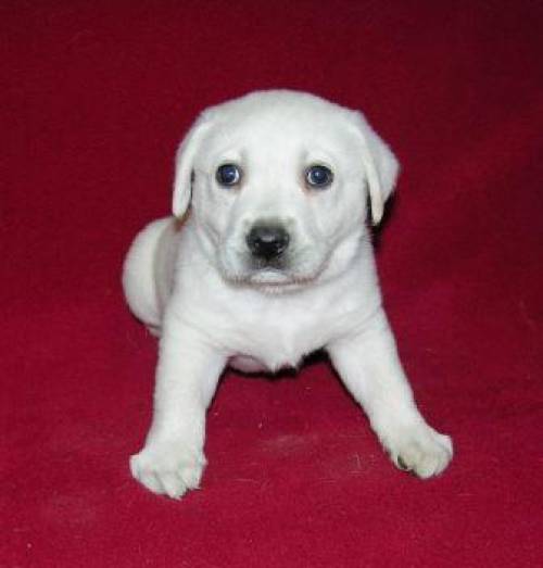 baby akc labrador welpen zu weihnachten