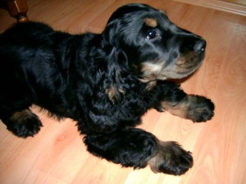 eng cocker spaniel