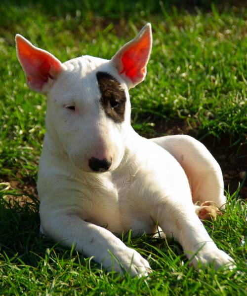 bullterrier welpe