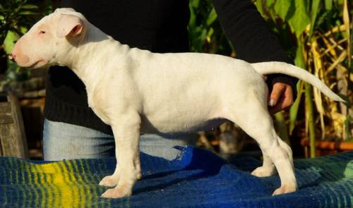 bullterrier welpen