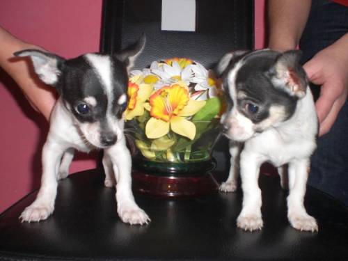 tricolor chihuahuas