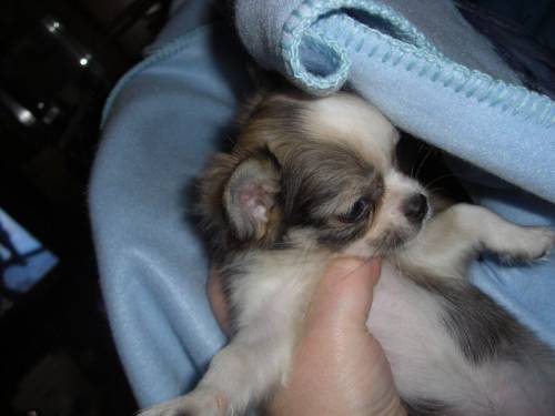 chihuahua m�dchen mini langhaar