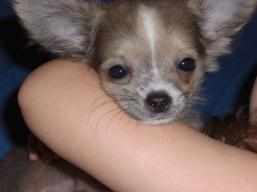 chihuahua langhaar r�den