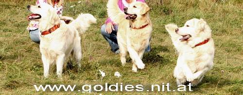 golden retriever trimmen und krallenscheiden