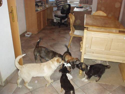 hundebetreuung w�hrend ihrer arbeitszeit