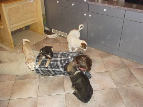 hundeservice vom sagirudel
