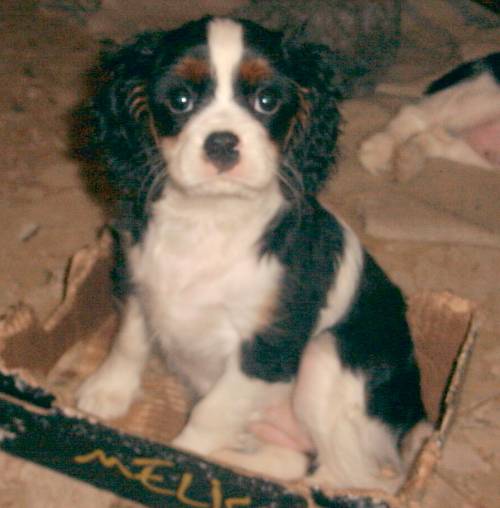 cavalier king charles spaniel von ebenthal