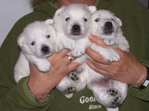 wir haben westie welpen
