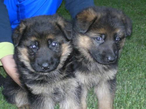 sch�ferhunde welpen