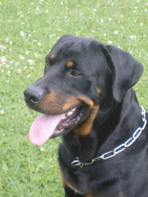 freundlicher liebenswerter rottweiler