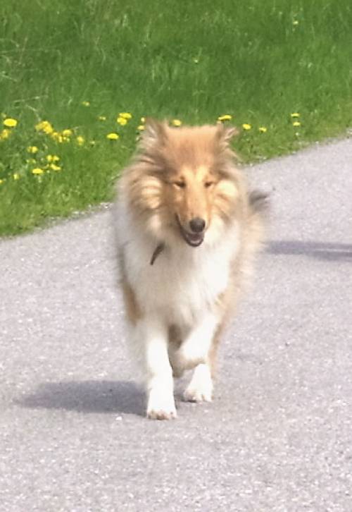  collie m�dchen mit stammbaum