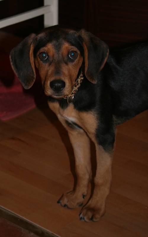  monate alte sammy sch�fer viszlar sucht einen guten plat