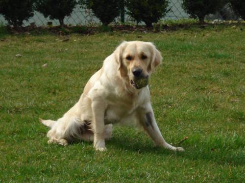 golden retriever h�ndin