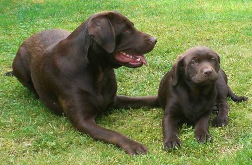 schokobrauner labradorr�de