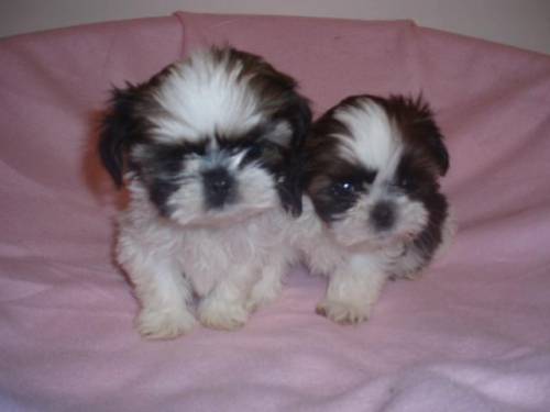 shihtzu welpen