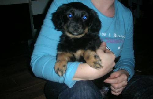 zwei cockermixwelpen und ein zwergpinschermixm�dl suchen