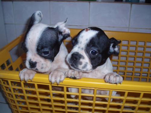 franz�siche buldogge welpen