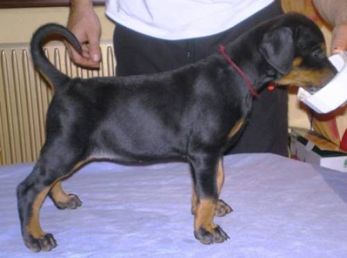 dobermann welpen aus prmierter zucht abzugeben