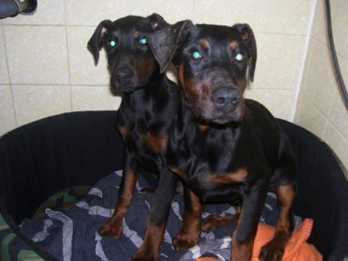 zwei sehr liebe dobermannm�dls wochen suchen tolle pl�tze