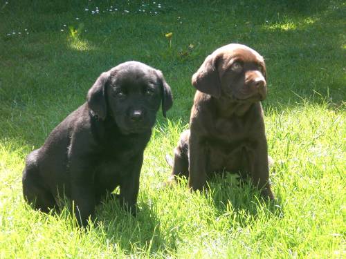 labradorwelpen
