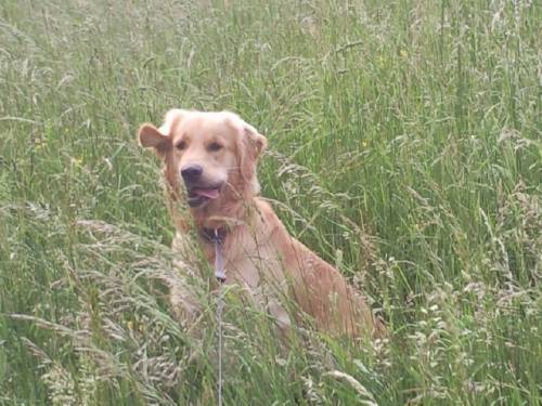 einjhriger golden retriever abzugeben