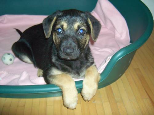 labrador collie sch�fer mixwelpe