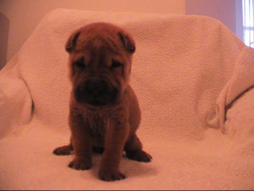 mini sharpei baby r�de