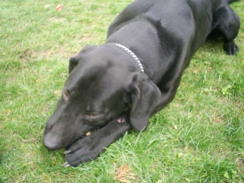 vergebe schweren herzens meinen labrador mischling