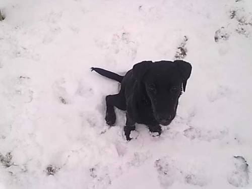 labrador hndin monate sucht neues zuhause 