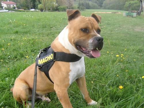 american staffordshire terrier