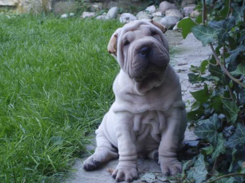 reinrassige shar pei welpen
