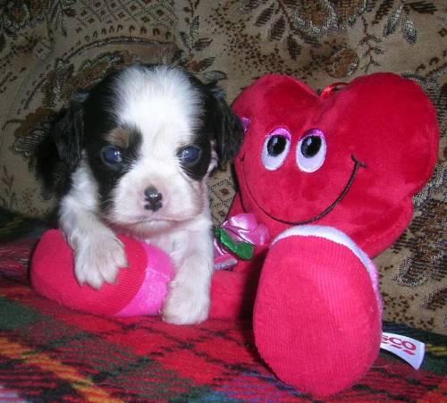 cavalier king charles spaniel welpen