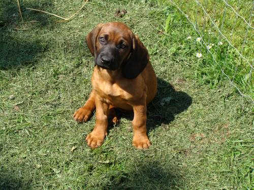  welpen