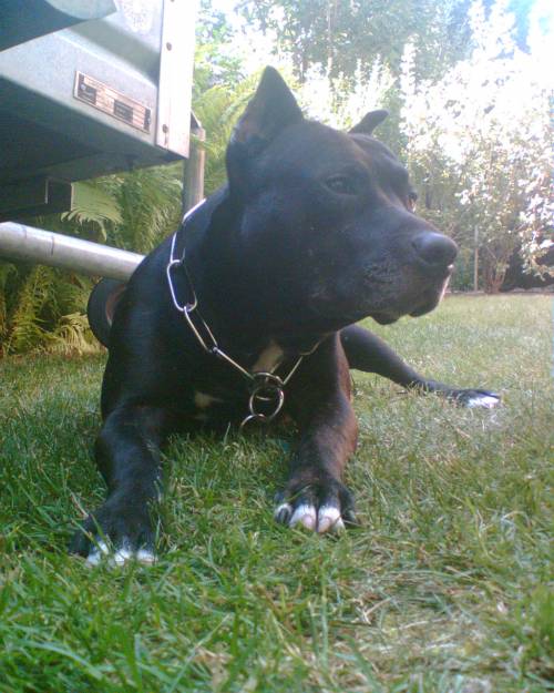 ca j�hriger kastrierte amstaff