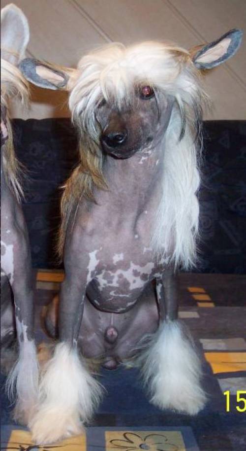 verkaufe chinese crested dog r�de