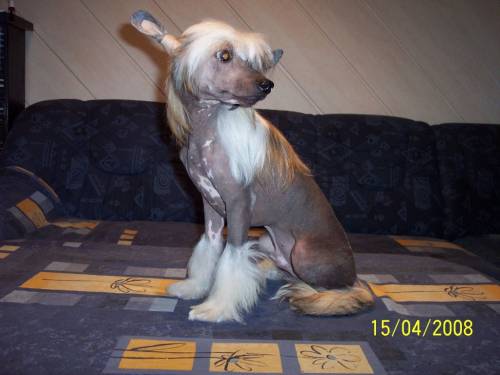 chinese crested chinesischer schopfhund r�de mit stammbaum
