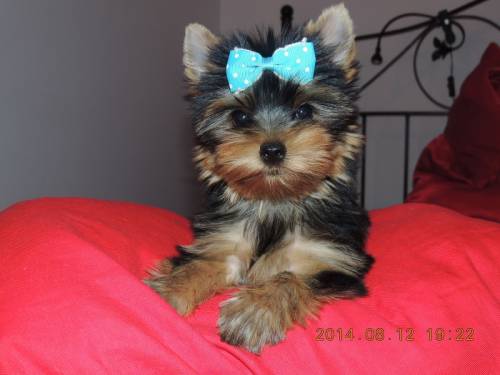 mini yorkshire terrier 