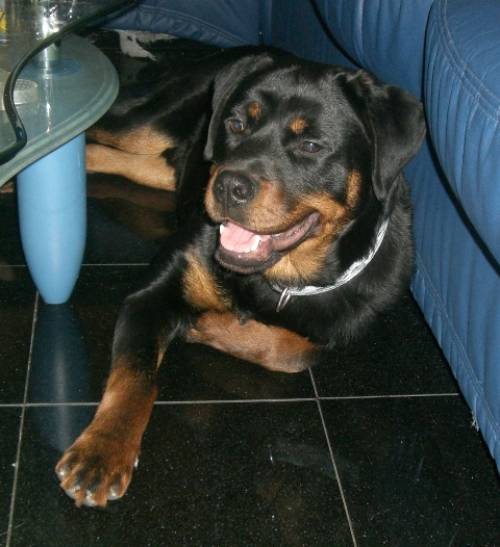 rottweiler r�de