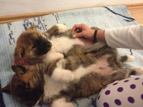 akita inu 