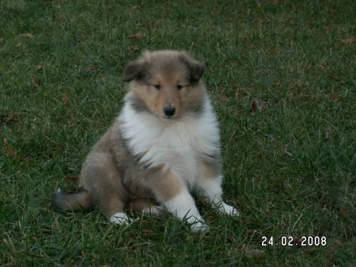 collie welpen